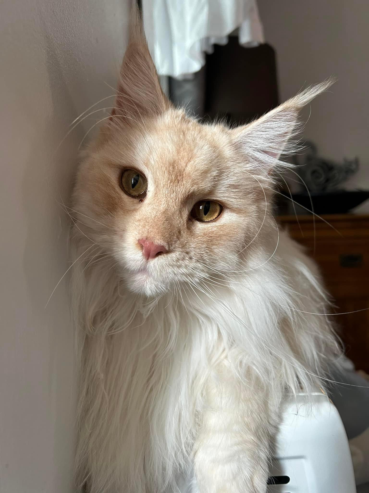 Happy pet (placeholder)